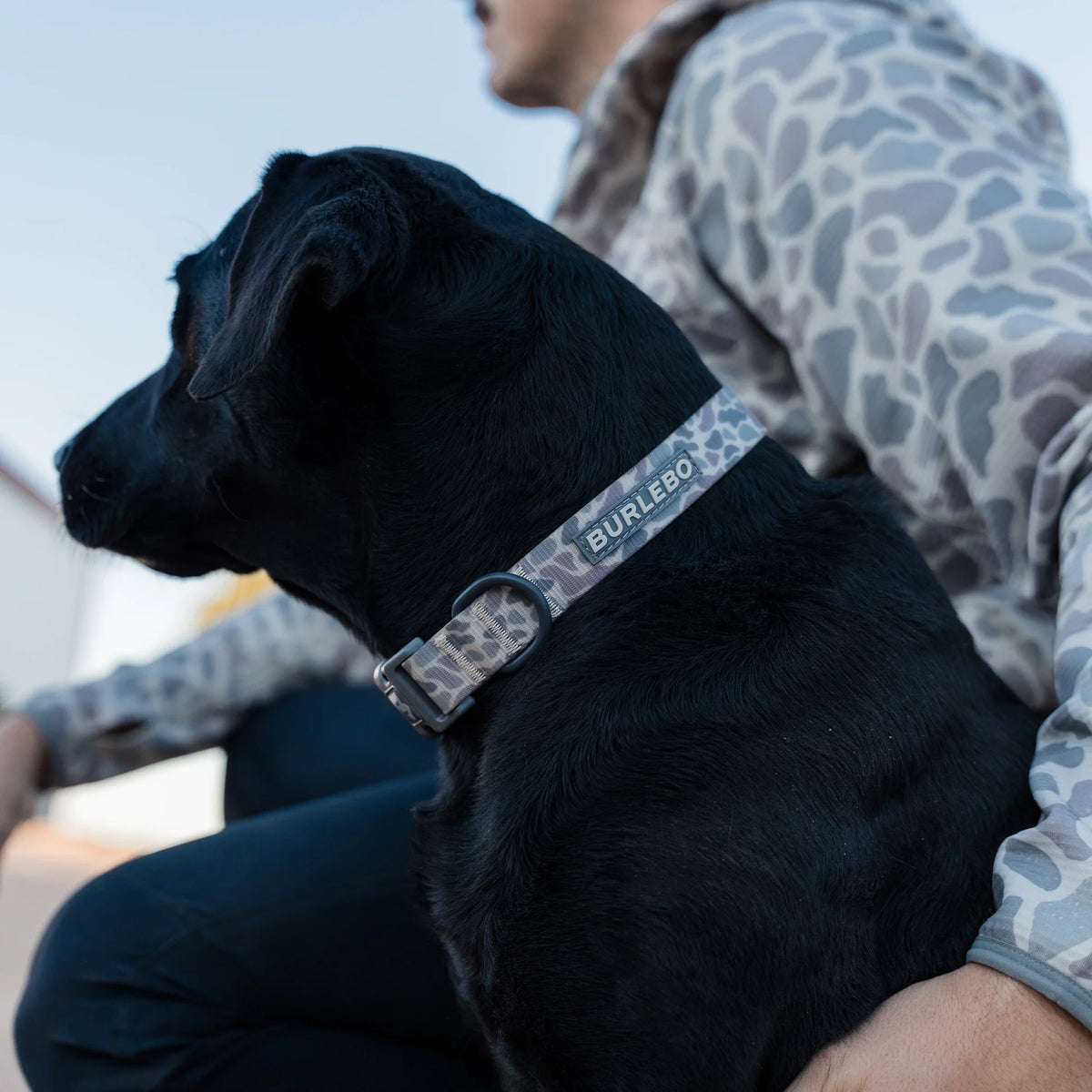 Dog Collar